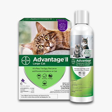 Assortment of cat flea and tick prevention products.