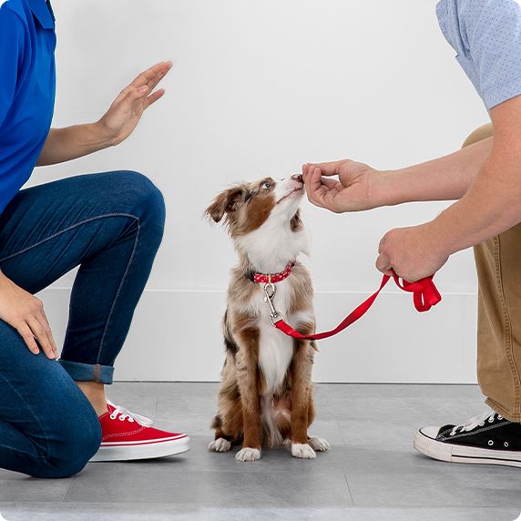Pet Supplies Accessories And Products Online Petsmart