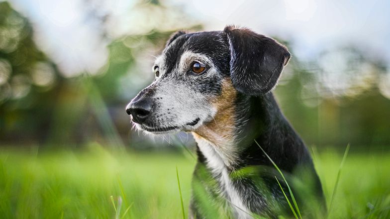 senior dog looking away from the camera