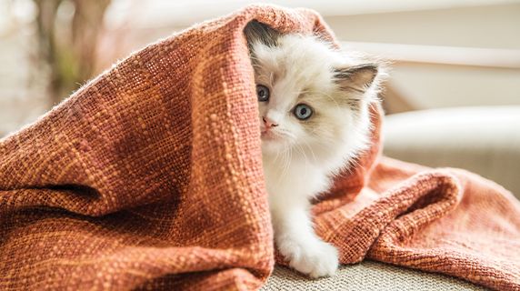 Kittens discount at petsmart