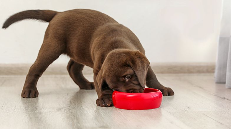 puppy eating out of red dog food bowl