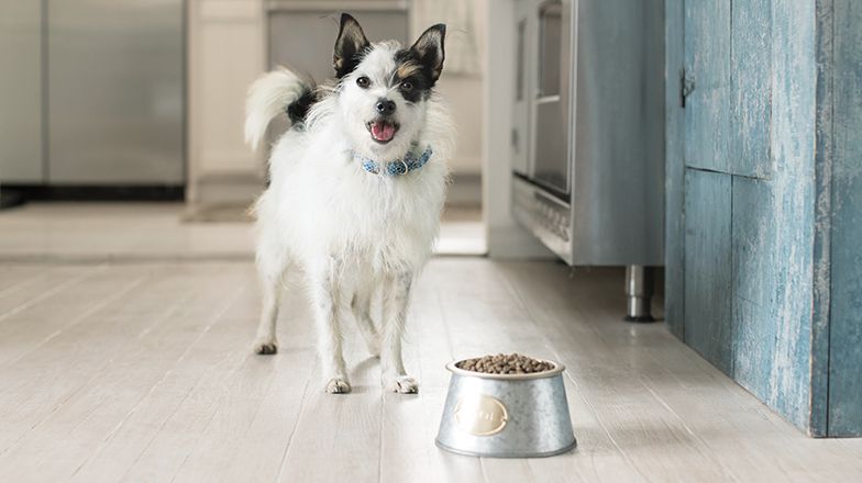 adult dog standing in front of dog food bowl filled with kibble
