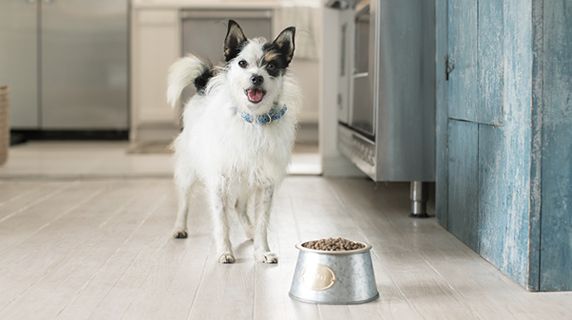 Petsmart buy one get clearance one free dog food