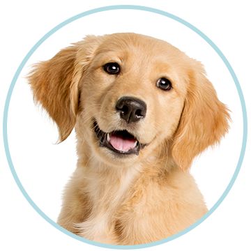 PetSmart Dog Adoption 