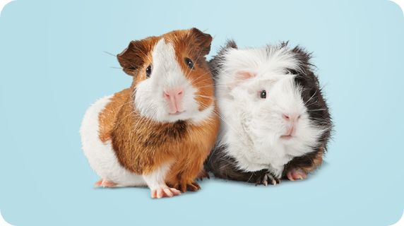 A blue background with a brown & white guinea pig & a long haired white & black guinea pig
