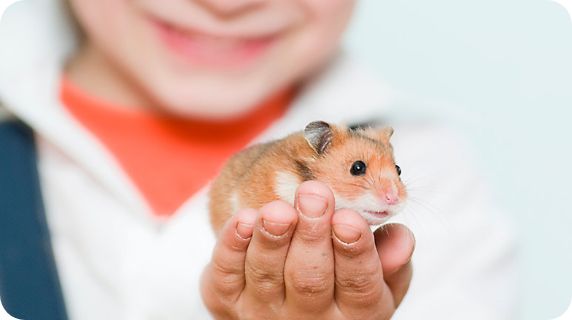 A child holding a small brown & white hamster in the palm of his hand