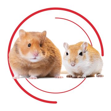 Hamster & Gerbil