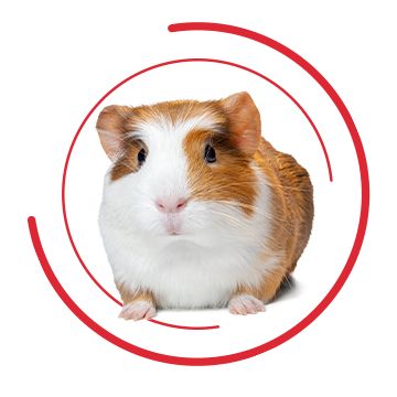 Guinea Pig