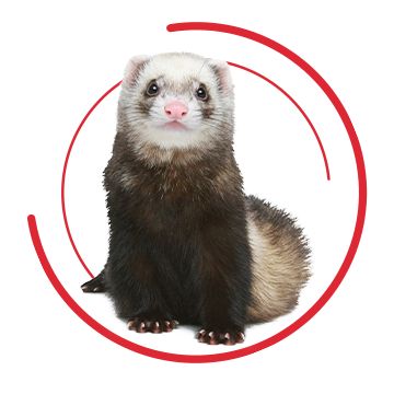 Pet stores with ferrets near me sale