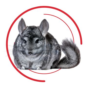 Chinchilla