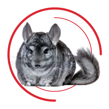 chinchilla pet for sale petsmart