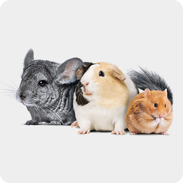 A gray chinchilla, tri-colored guinea pig and brown hamster pictured together
