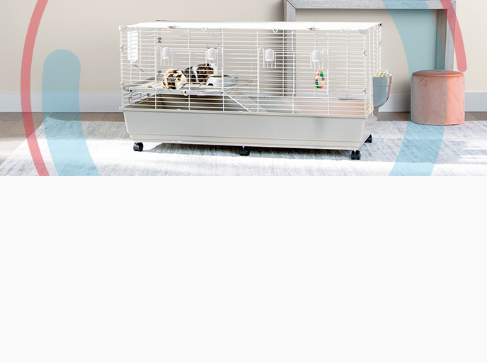 Two tri colored guinea pigs sitting on a landing in a large habitat