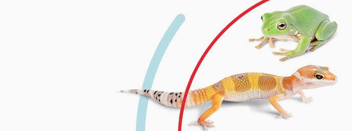 Pet Lizards - Live Chameleons, Anoles, Geckos & Bearded Dragons | PetSmart