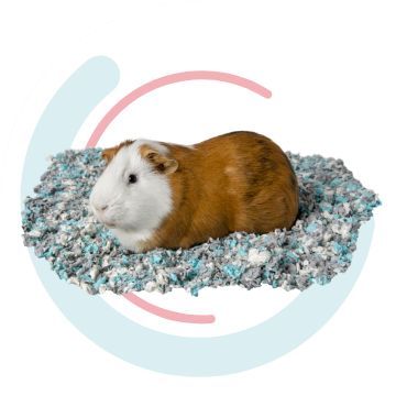 Guinea pig nail clipping hot sale petsmart