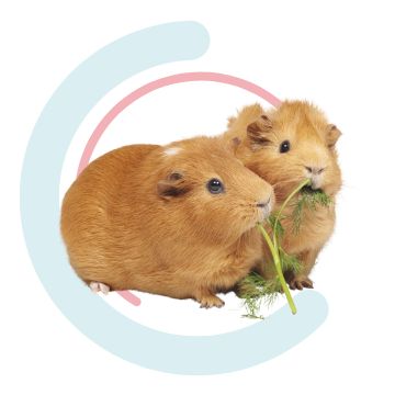 Guinea Pigs and Rats at Petsmart 