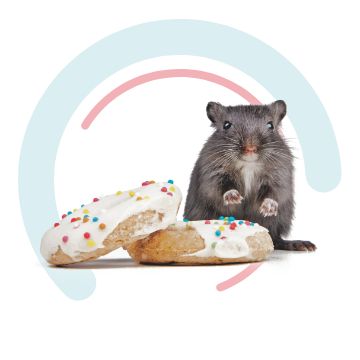 Petsmart hamster outlet treats