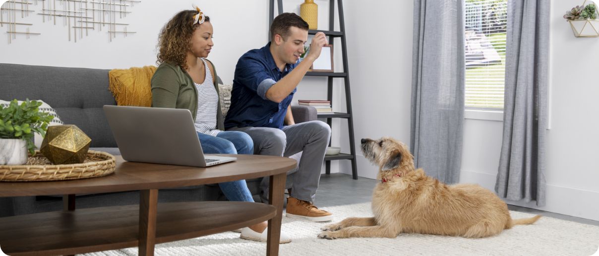 Training with pet and pet parents at home