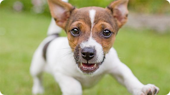 Petsmart deals behavior training