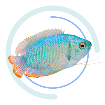 Tropical and freshwater fish