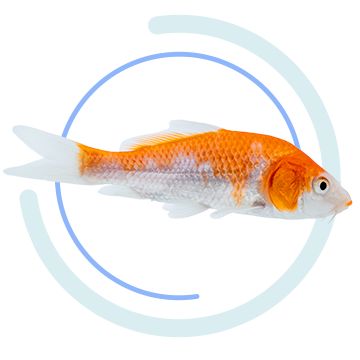 Orange and white koi fish facing right.