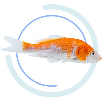 Petsmart 2024 fish list