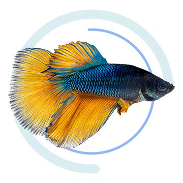 cool pet fish to have