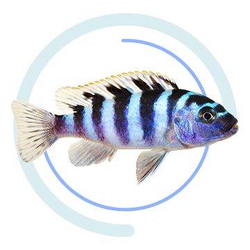 Blue cichlid with black stripes facing right.