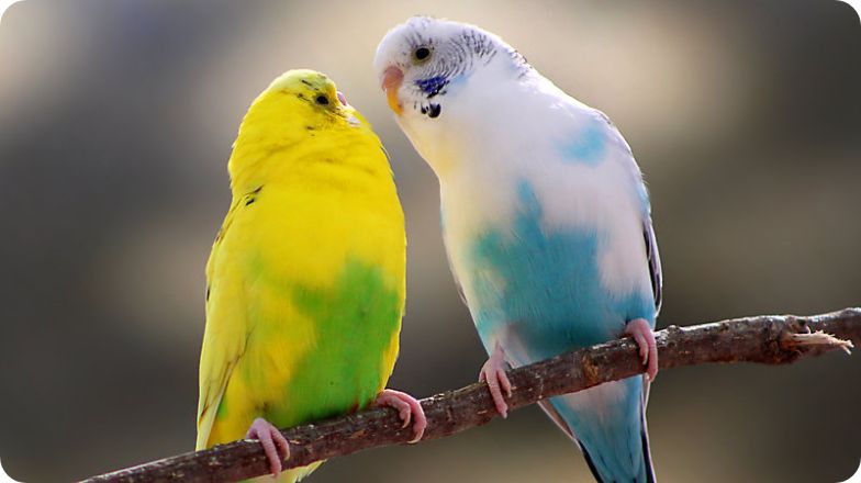 Bird Supplies for Pet Parakeets Parrots More PetSmart Canada