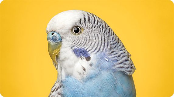 What do you need for a pet bird