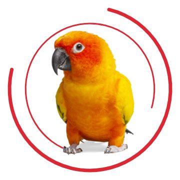 Sun store conure petsmart