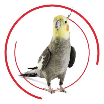 Bird store harness petsmart