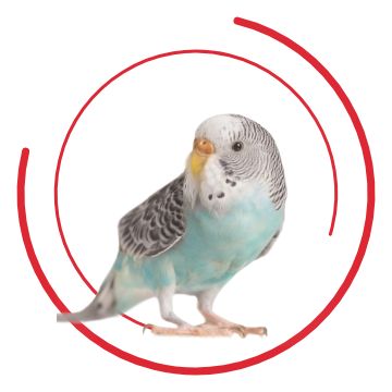 Parakeet bird hot sale petsmart