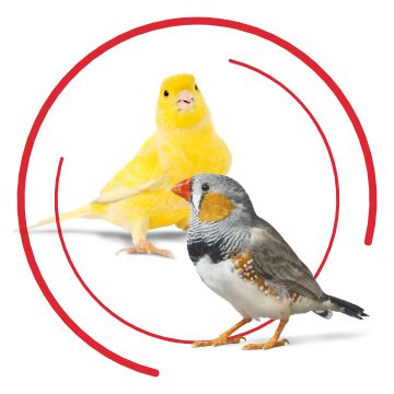 Petsmart canary hot sale