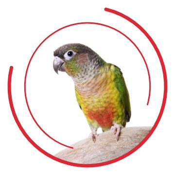 Parakeet cost petsmart sale