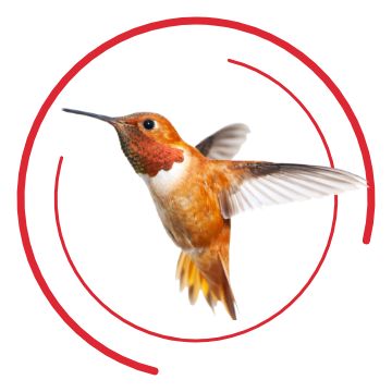 Petsmart on sale hummingbird feeders