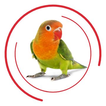 Petsmart parrots best sale