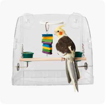 Bird Supplies For Pet Parakeets