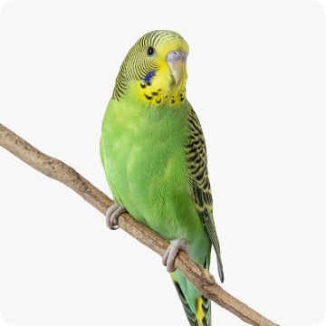 Petsmart birds shop for sale