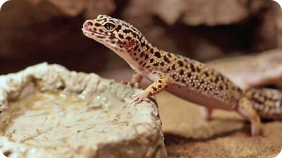 Gecko on a rock