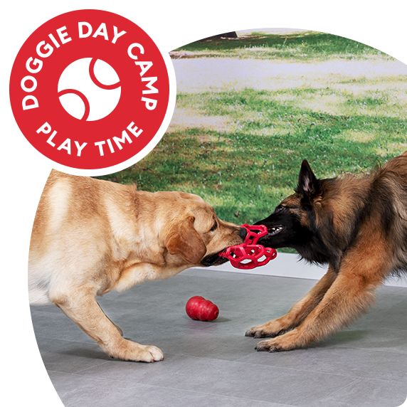 Doggie Day Camp