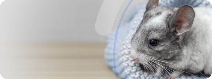 Chinchilla wrapped in a blanket