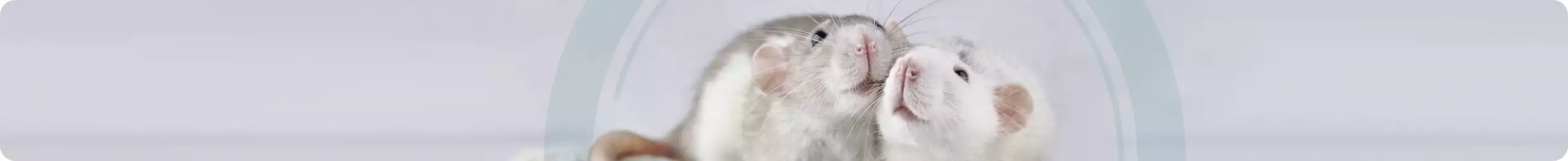 Rat and mouse