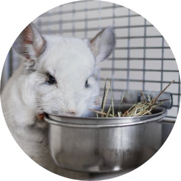 Petsmart chinchilla sale food