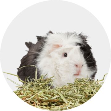 Petsmart guinea hot sale pig hay