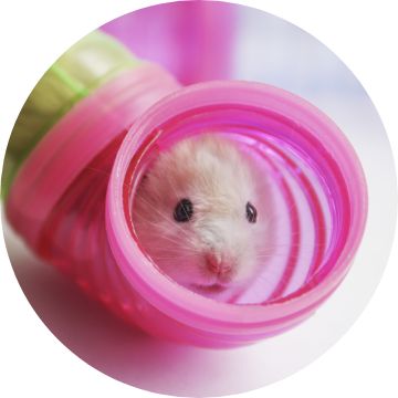 Image of hamster in pink tunnel.