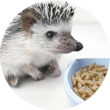 Petsmart sales hedgehog food