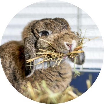 Buy a best sale rabbit at petsmart