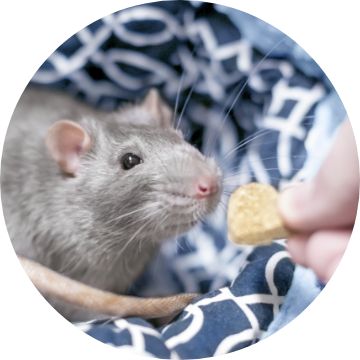 Petsmart rat food sale