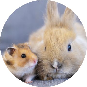 hamsters at petsmart